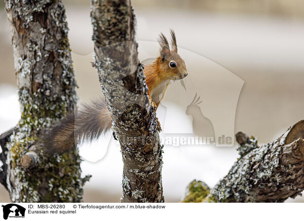 Eurasian red squirrel / MBS-26280