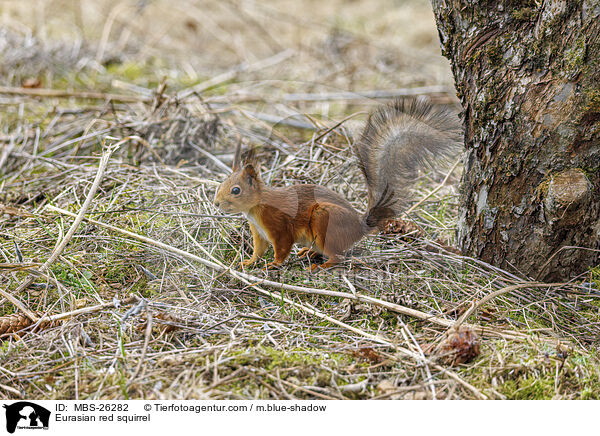 Eurasian red squirrel / MBS-26282