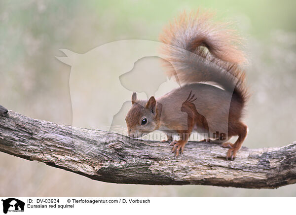 Eurasian red squirrel / DV-03934