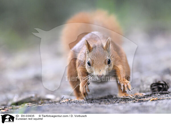 Eurasian red squirrel / DV-03935
