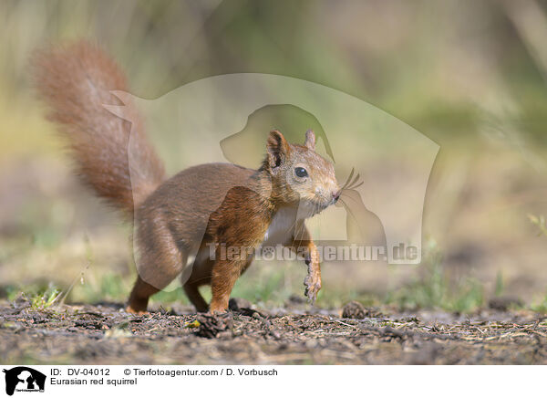 Eurasian red squirrel / DV-04012
