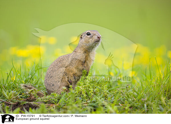 European ground squirrel / PW-15791