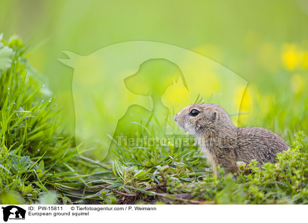 European ground squirrel / PW-15811