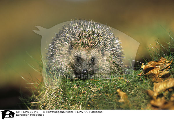 Braunbrustigel / European Hedgehog / FLPA-02148