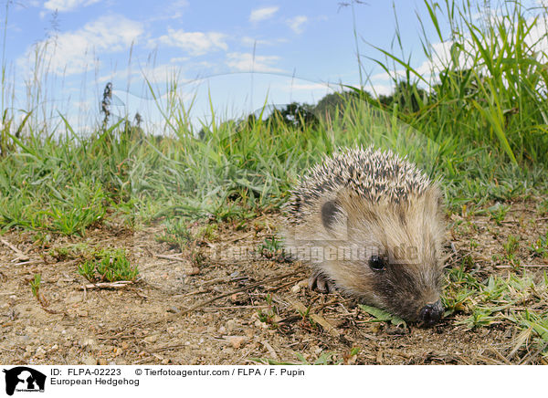Braunbrustigel / European Hedgehog / FLPA-02223