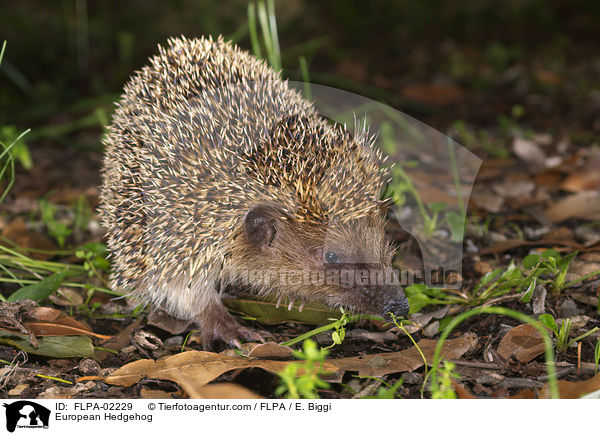 Braunbrustigel / European Hedgehog / FLPA-02229
