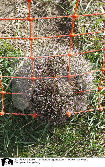 European Hedgehog / FLPA-02236