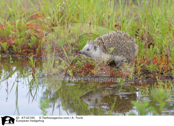 European hedgehog / AT-02185