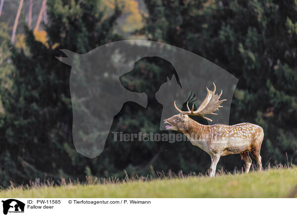 Damhirsch / Fallow deer / PW-11585