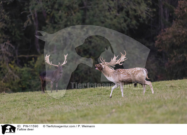 Damhirsche / Fallow deer / PW-11590