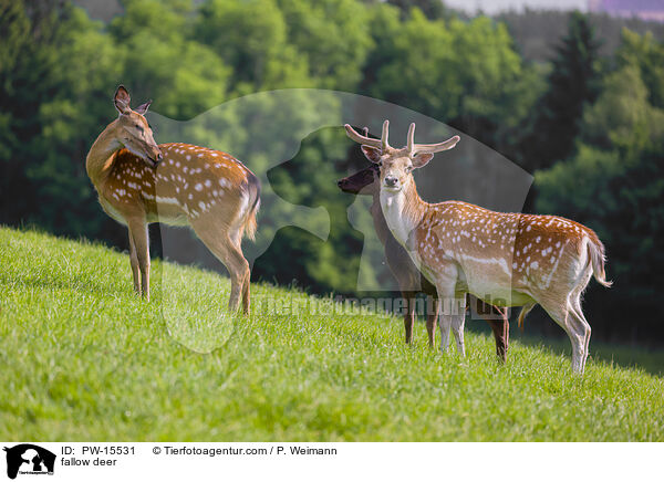 fallow deer / PW-15531
