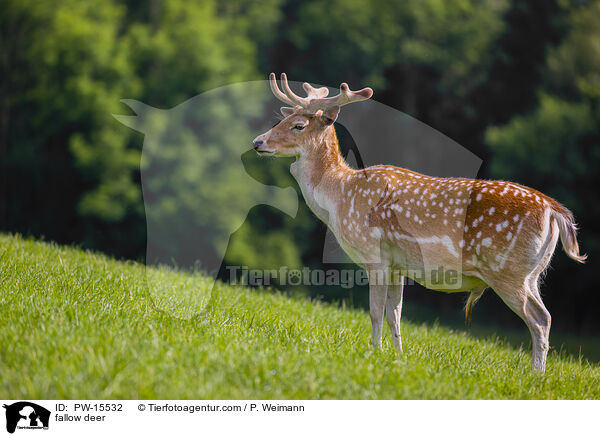 fallow deer / PW-15532