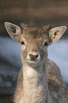 fallow deer portrait