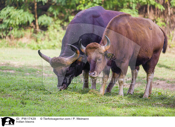Gaur / Indian bisons / PW-17429