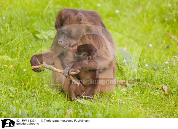 gelada baboons / PW-13334
