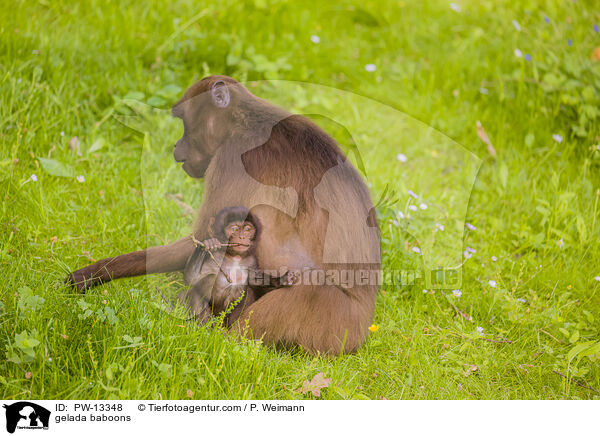 gelada baboons / PW-13348