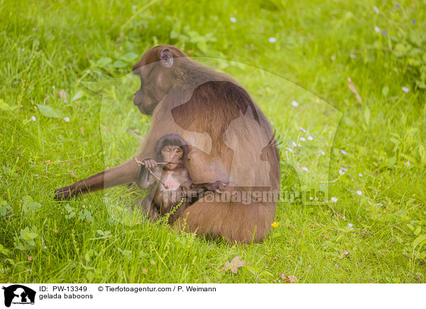 gelada baboons / PW-13349