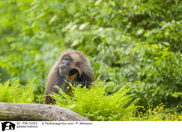 gelada baboon / PW-13353