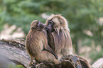 bleeding-heart monkey pair