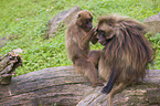 gelada baboons