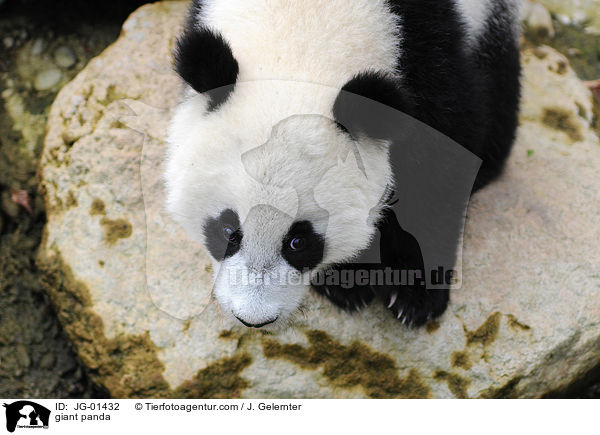 Groer Panda / giant panda / JG-01432