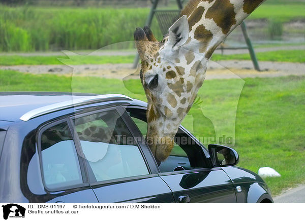 Giraffe snuffles at car / DMS-01197