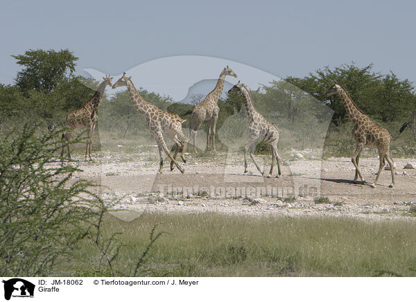 Giraffe / JM-18062