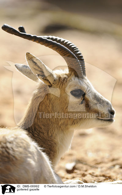 goitered gazelle / DMS-06992