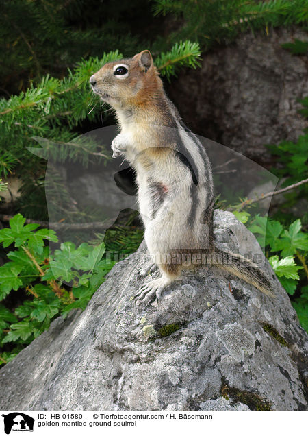 golden-mantled ground squirrel / HB-01580