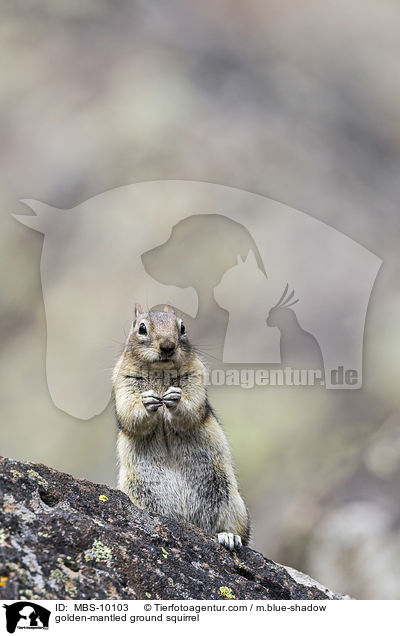 golden-mantled ground squirrel / MBS-10103