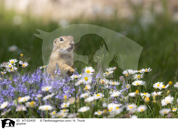 Ziesel / gopher / AT-02405