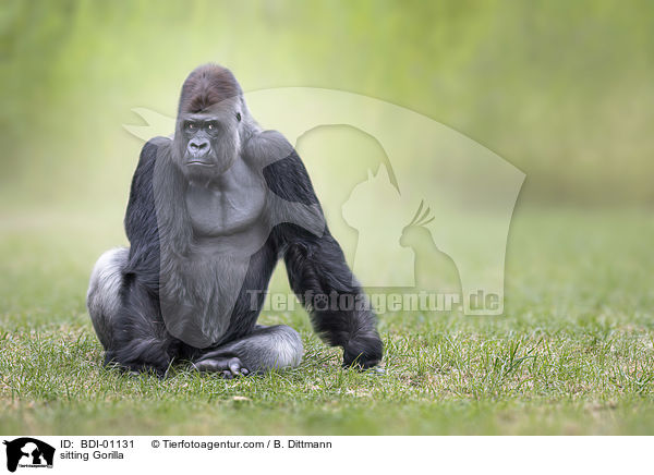 sitting Gorilla / BDI-01131