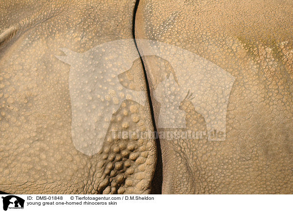 Haut eines jungen Panzernashorns / young great one-horned rhinoceros skin / DMS-01848