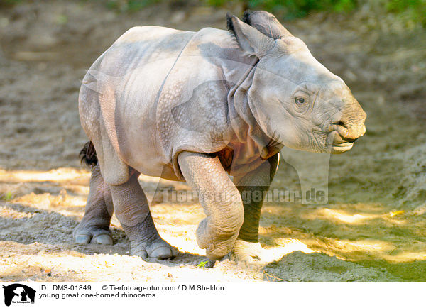 junges Panzernashorn / young great one-horned rhinoceros / DMS-01849