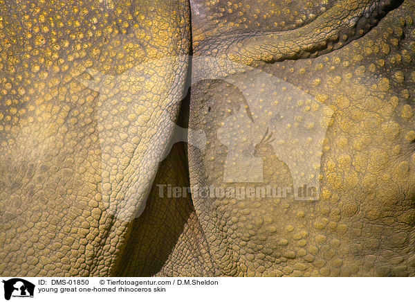 Haut eines jungen Panzernashorns / young great one-horned rhinoceros skin / DMS-01850