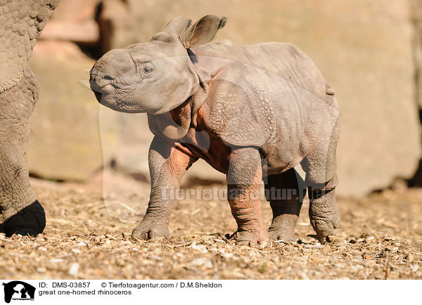 Panzernashorn / great one-horned rhinoceros / DMS-03857