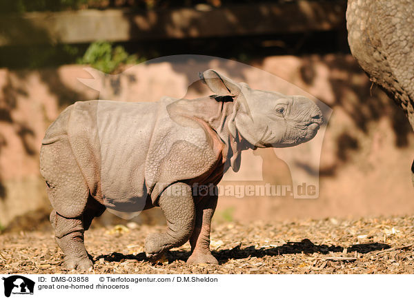 Panzernashorn / great one-horned rhinoceros / DMS-03858