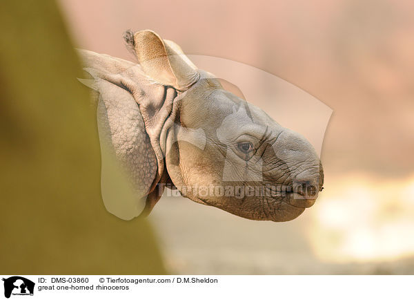 Panzernashorn / great one-horned rhinoceros / DMS-03860