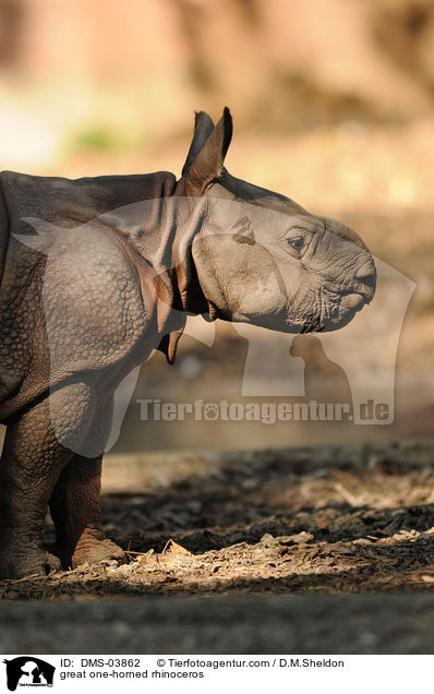 great one-horned rhinoceros / DMS-03862