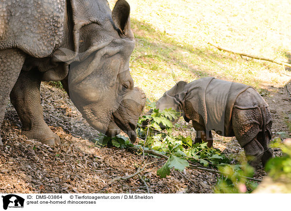 great one-horned rhinoceroses / DMS-03864