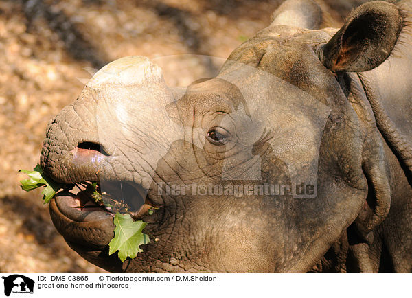 Panzernashorn / great one-horned rhinoceros / DMS-03865