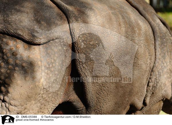 great one-horned rhinoceros / DMS-05388