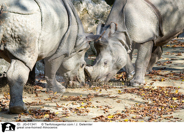 great one-horned rhinoceros / JG-01341