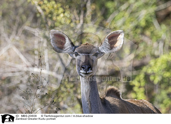 Zambezi Greater Kudu portrait / MBS-20608