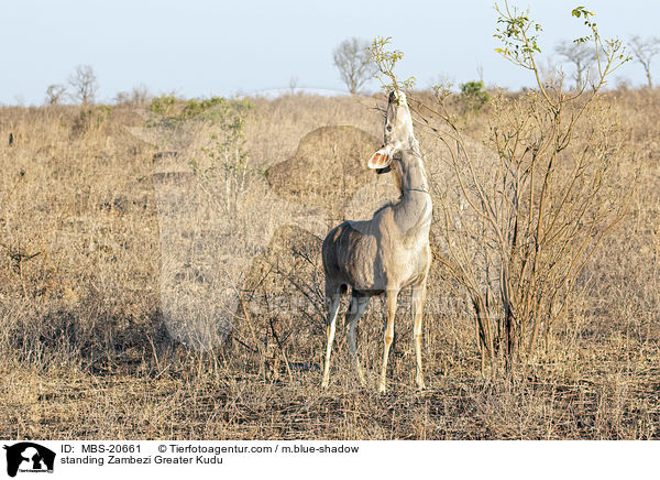 standing Zambezi Greater Kudu / MBS-20661