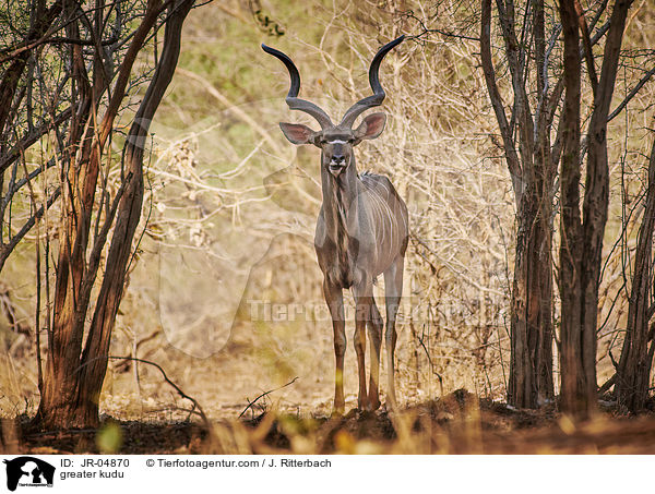 greater kudu / JR-04870