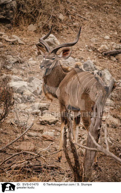 greater kudu / SVS-01470