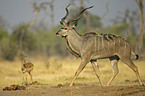 greater kudu