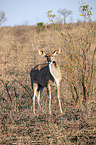 standing Zambezi Greater Kudu