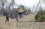 walking Zambezi Greater Kudu